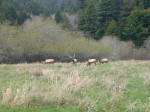 Elks
